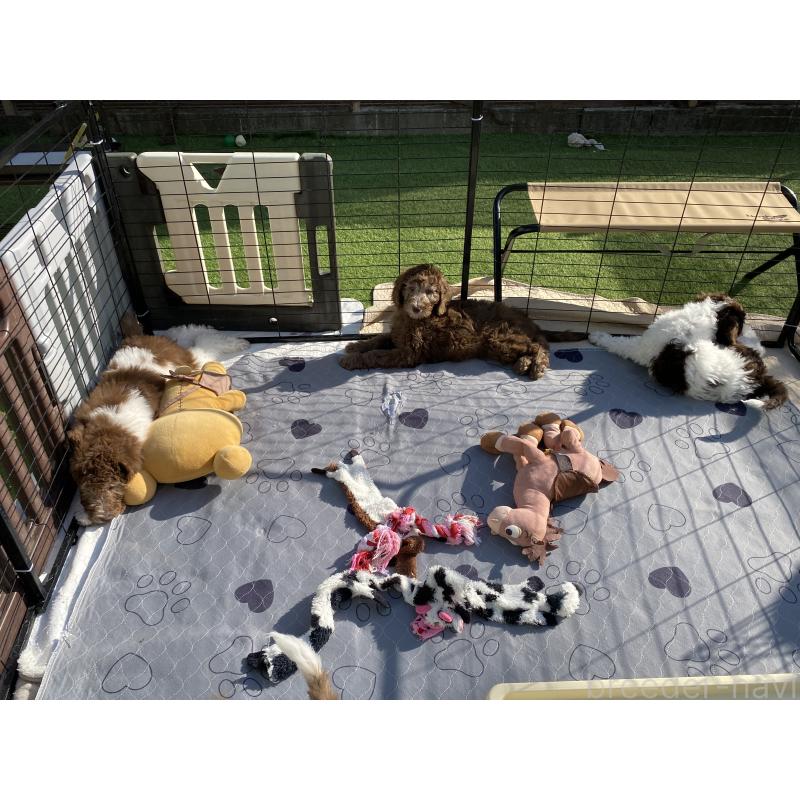 販売中の茨城県のスタンダードプードル-442671の5枚目