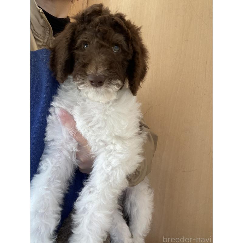 販売中の茨城県のスタンダードプードル-442671の2枚目