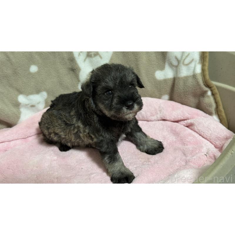 販売中の千葉県のミニチュアシュナウザー-452598の4枚目