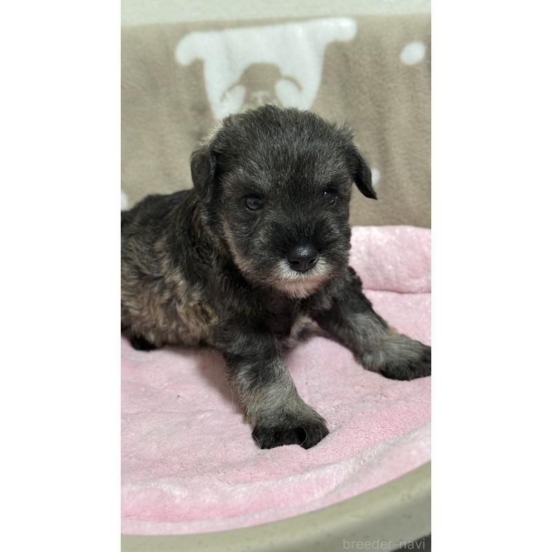 販売中の千葉県のミニチュアシュナウザー-452598の3枚目