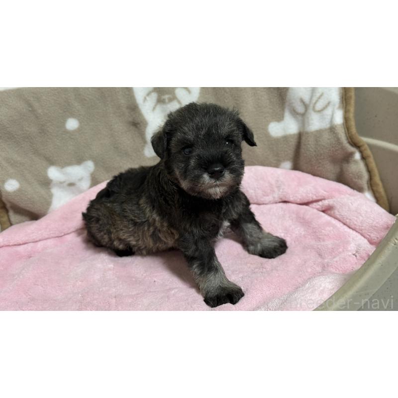 販売中の千葉県のミニチュアシュナウザー-452598の2枚目