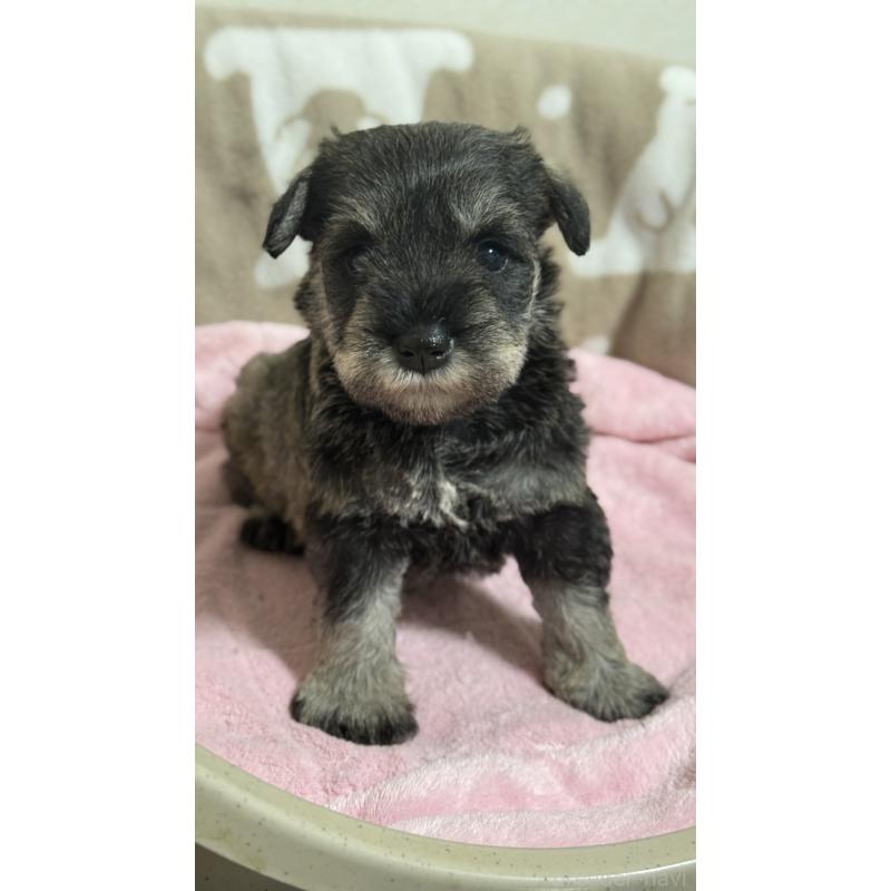 販売中の千葉県のミニチュアシュナウザー-452599の4枚目