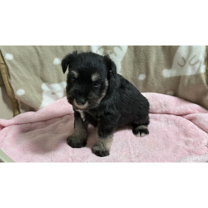 販売中の千葉県のミニチュアシュナウザー-452600の4枚目