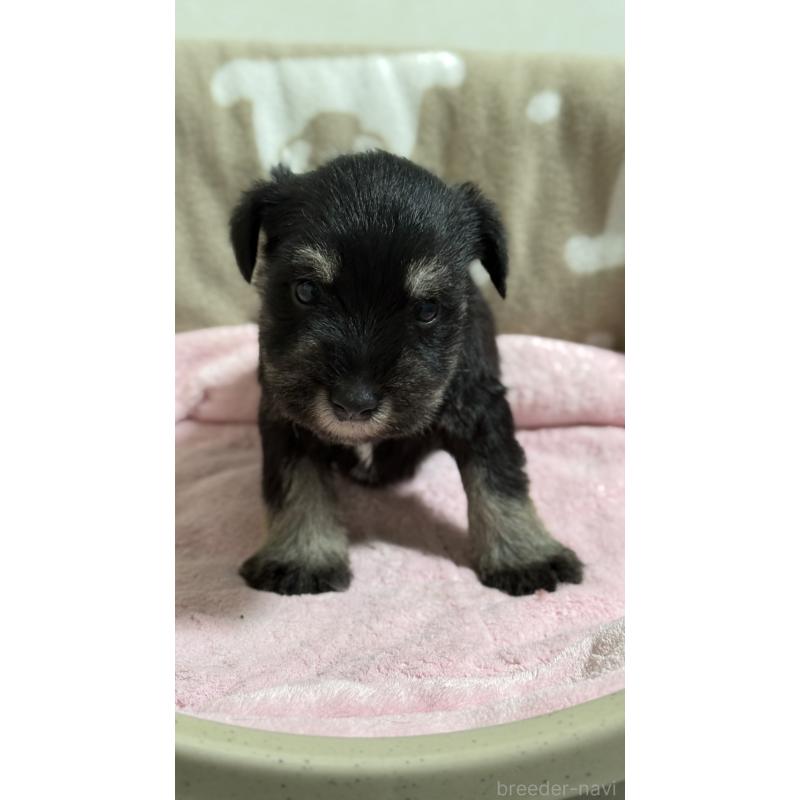 販売中の千葉県のミニチュアシュナウザー-452600の3枚目