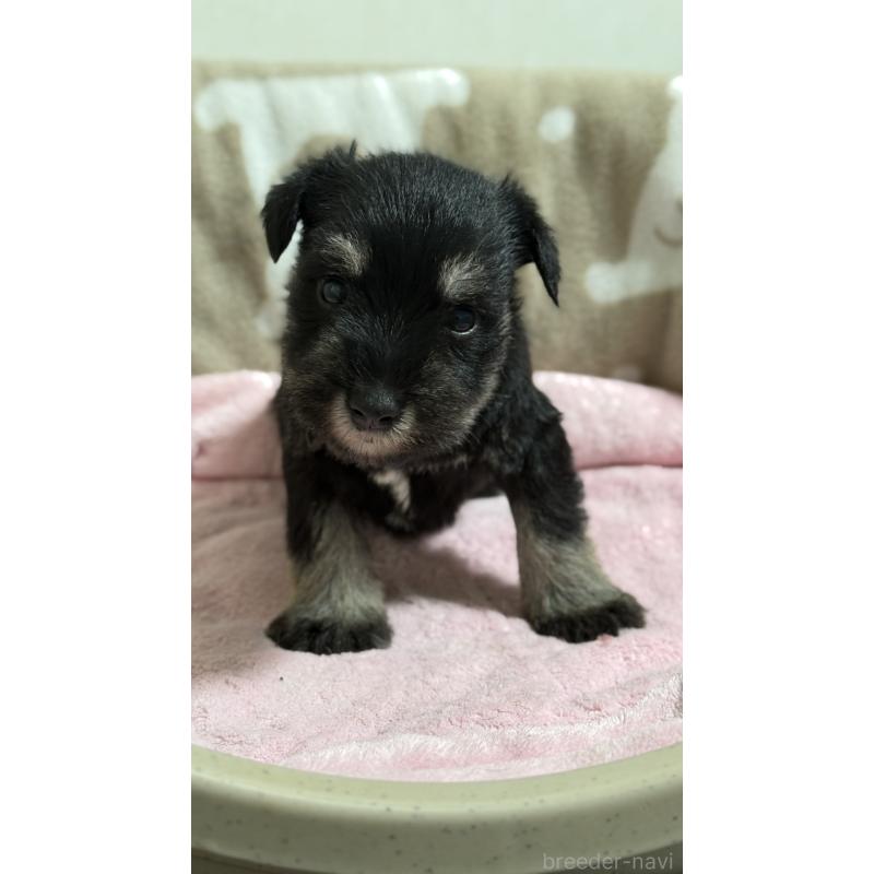 販売中の千葉県のミニチュアシュナウザー-452600の2枚目