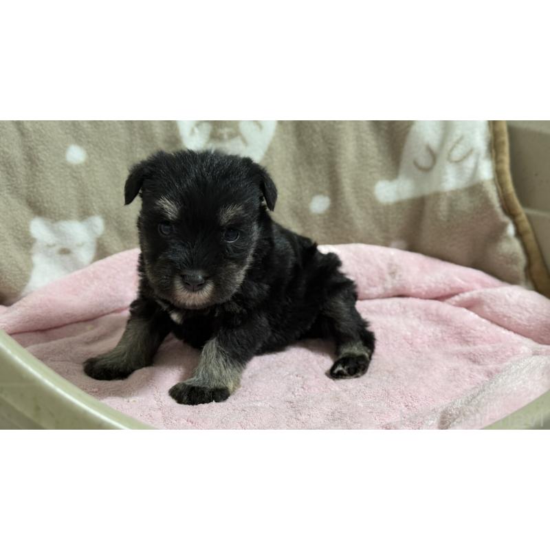 販売中の千葉県のミニチュアシュナウザー-452601の4枚目