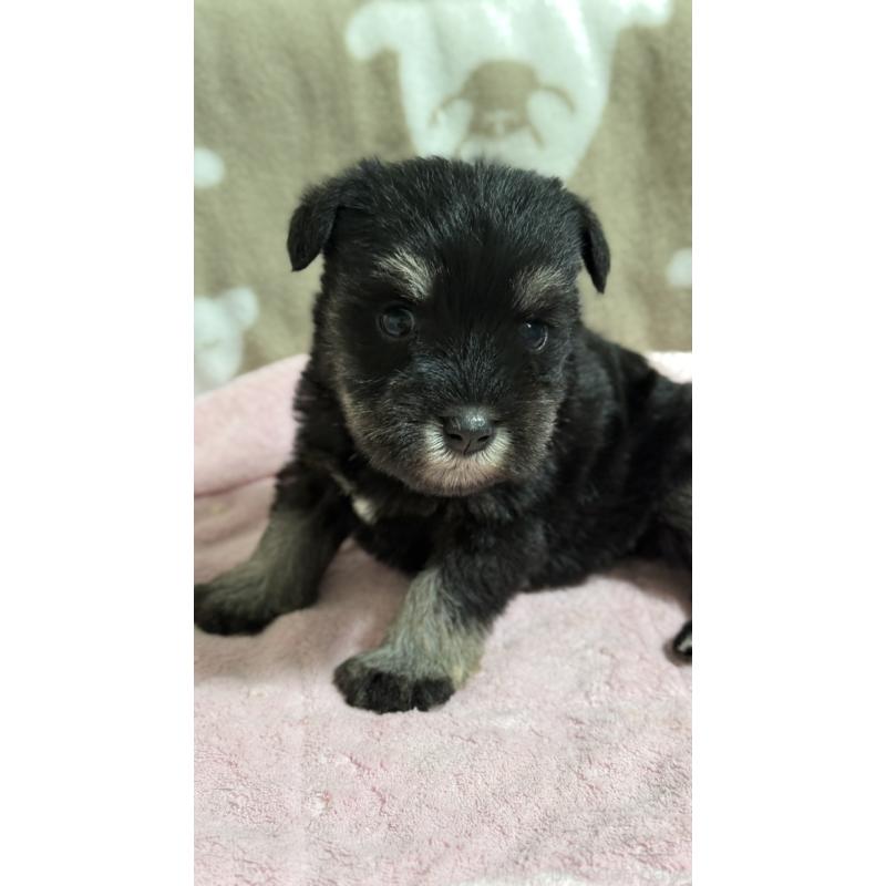 販売中の千葉県のミニチュアシュナウザー-452601の3枚目