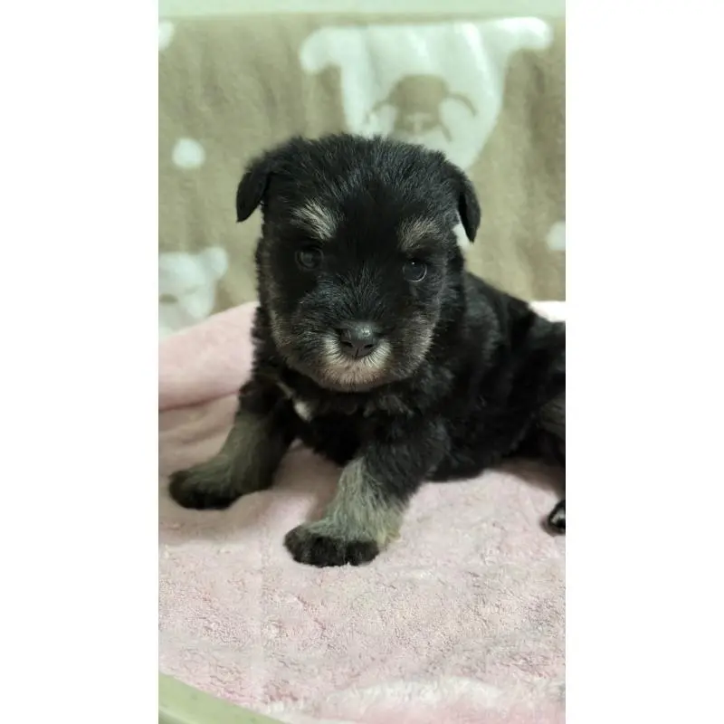 販売中の千葉県のミニチュアシュナウザー-452601の2枚目