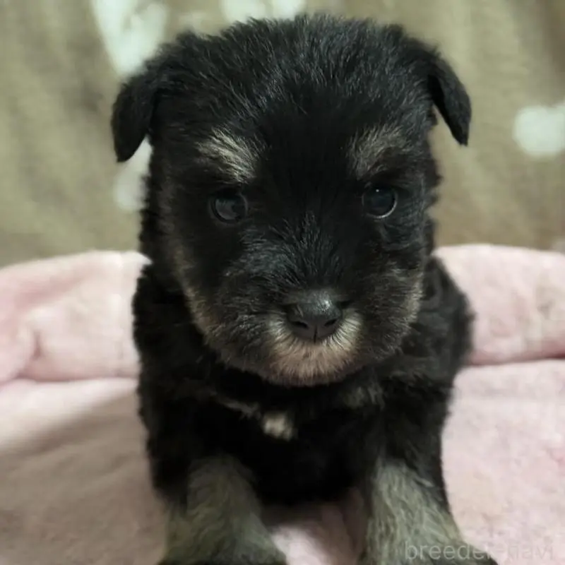 販売中の千葉県のミニチュアシュナウザー-452601