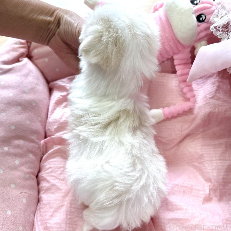 販売中の大阪府のマルチーズ-452603の9枚目