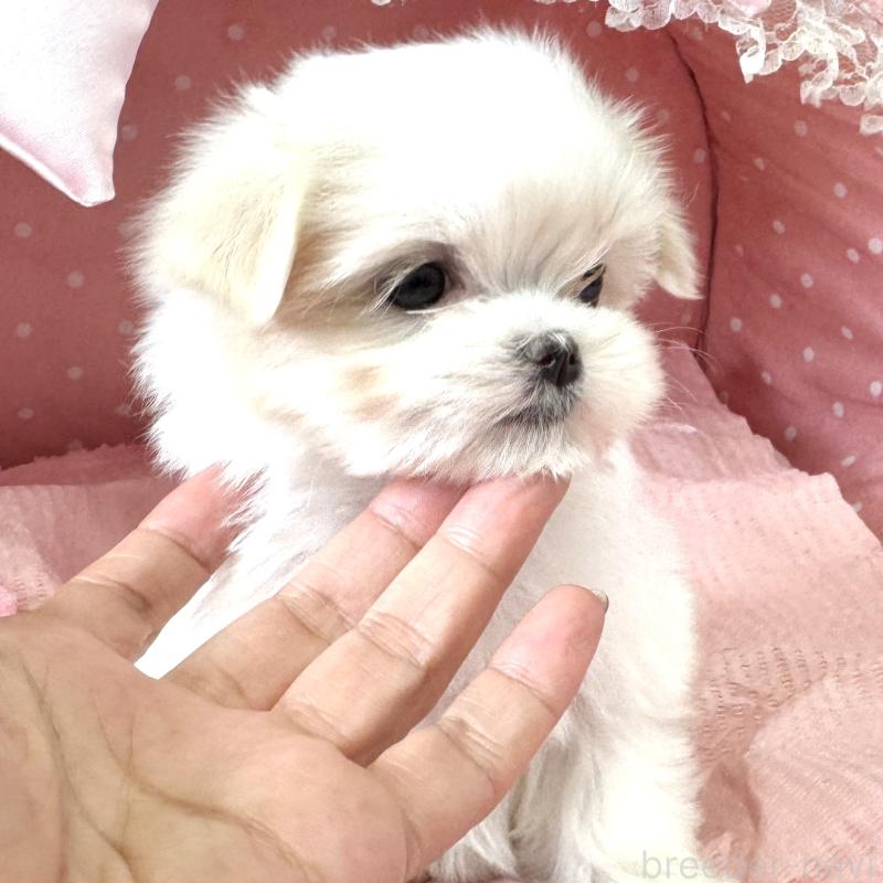 販売中の大阪府のマルチーズ-452603の7枚目