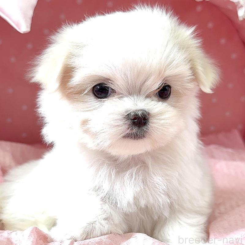 販売中の大阪府のマルチーズ-452603の6枚目