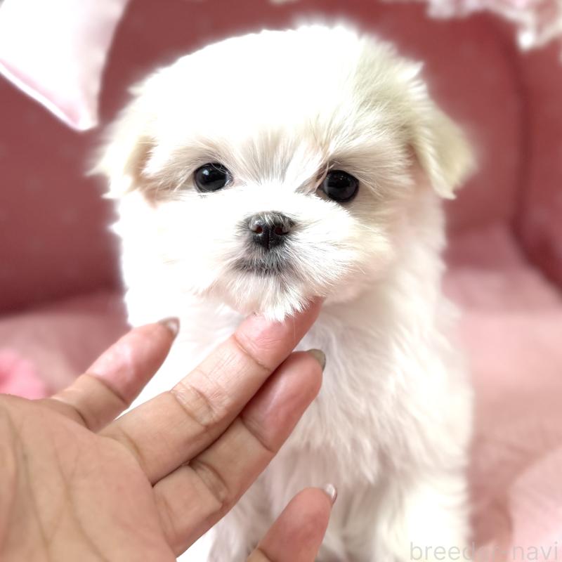 販売中の大阪府のマルチーズ-452603の5枚目