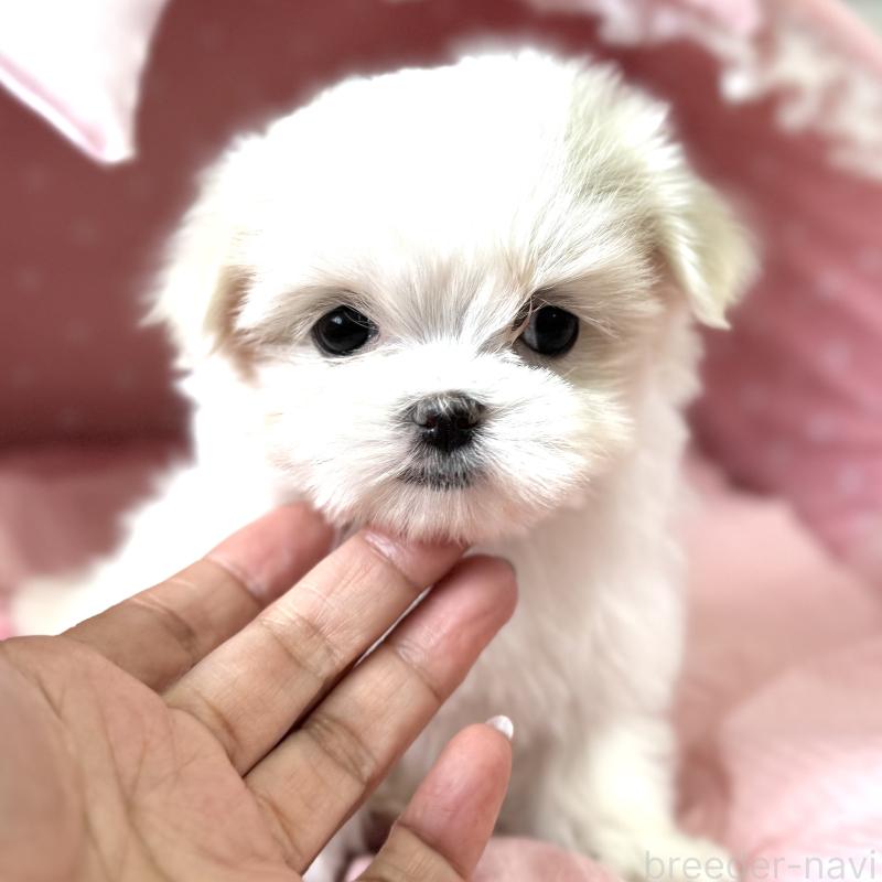 販売中の大阪府のマルチーズ-452603の4枚目