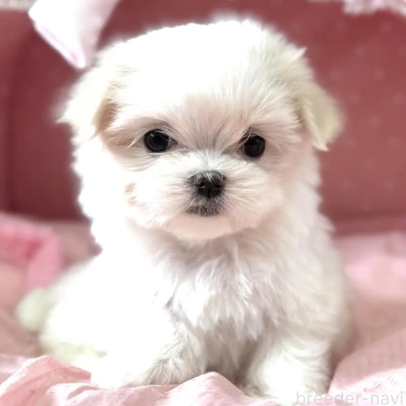 販売中の大阪府のマルチーズ-452603の3枚目