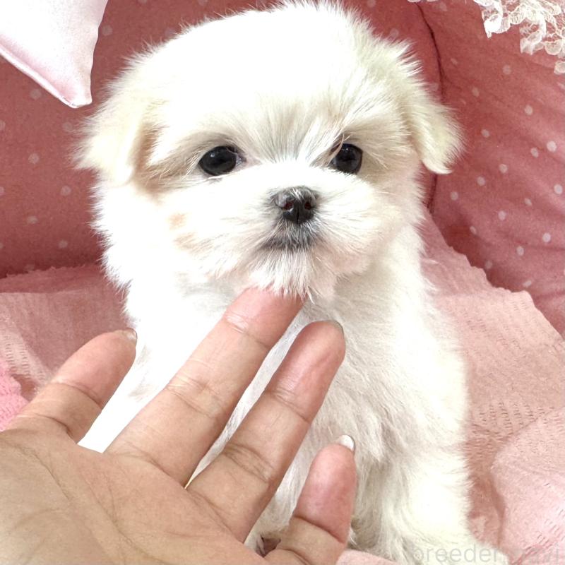 販売中の大阪府のマルチーズ-452603の2枚目