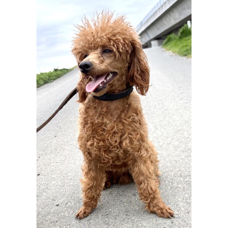 販売中の神奈川県のミニチュアプードル-390477