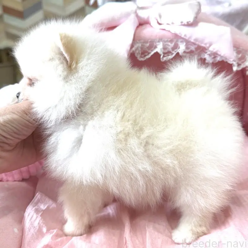 販売中の大阪府のポメラニアン-452604の9枚目