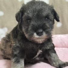 ♀︎ミニチュアシュナウザー