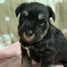 ♀︎ミニチュアシュナウザー