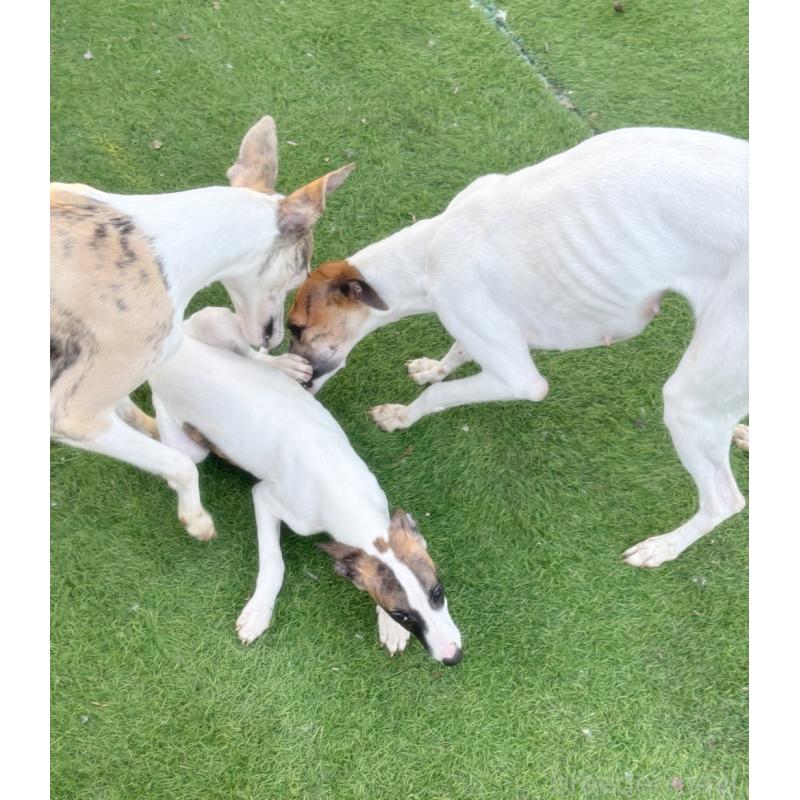 販売中の群馬県のウィペット-436879