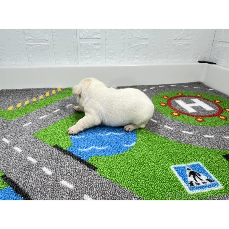 販売中の愛知県のフレンチブルドッグ-452850の6枚目