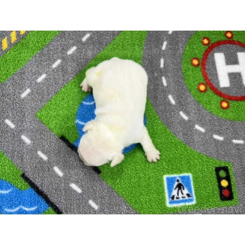 販売中の愛知県のフレンチブルドッグ-452850の5枚目