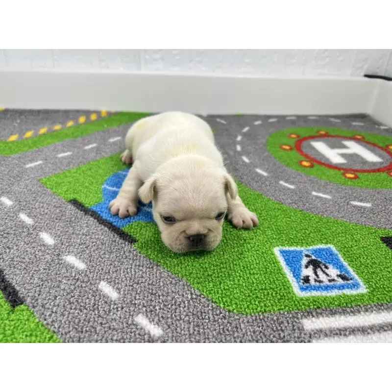 販売中の愛知県のフレンチブルドッグ-452850の4枚目