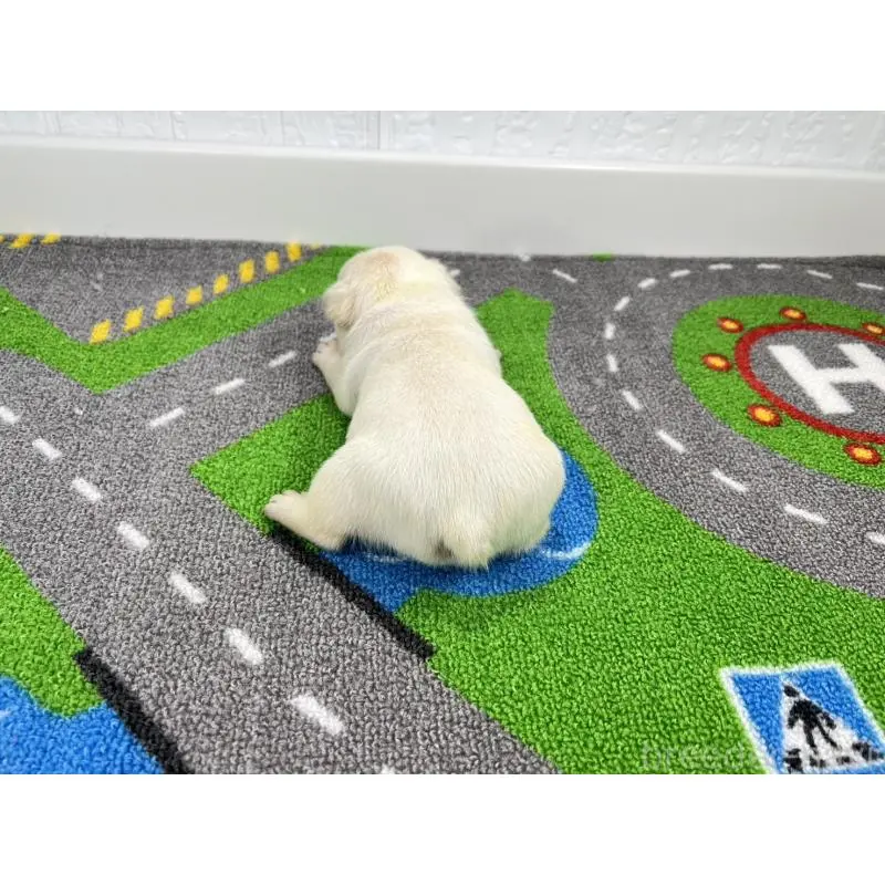 販売中の愛知県のフレンチブルドッグ-452850の3枚目