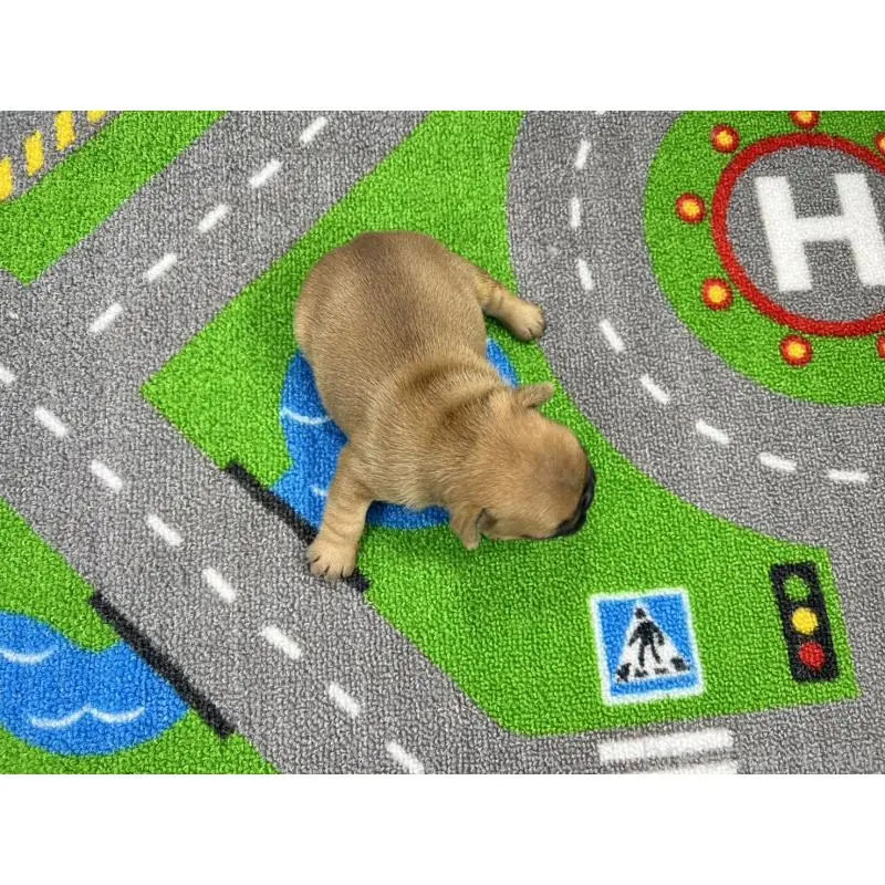 販売中の愛知県のフレンチブルドッグ-452851の5枚目