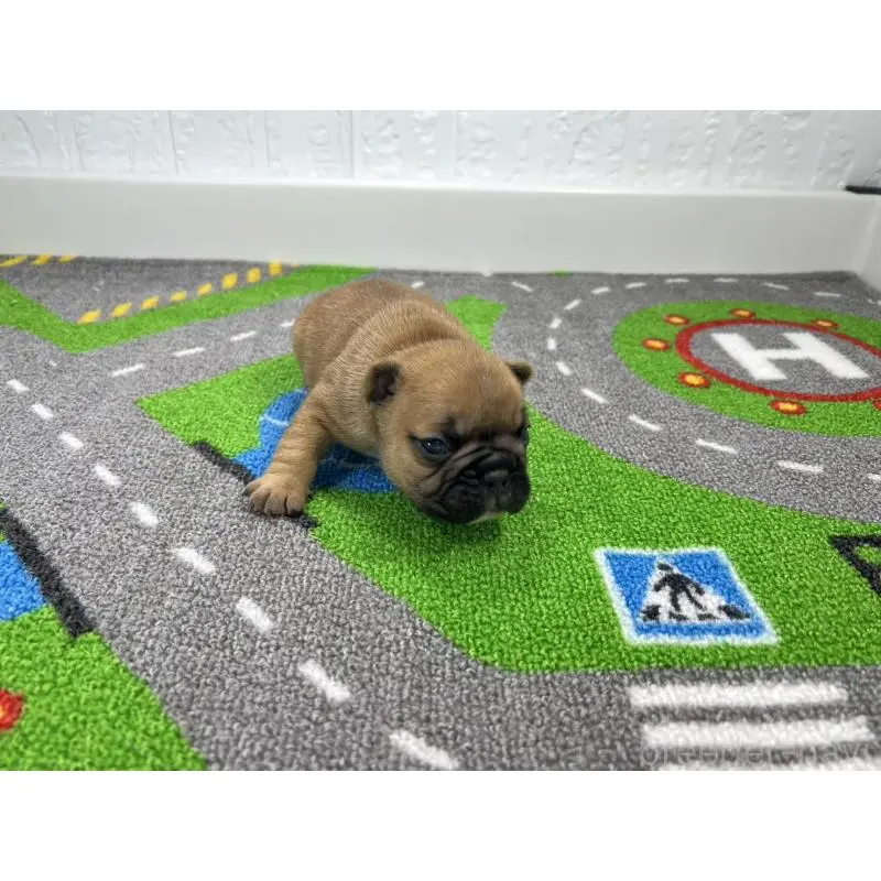 販売中の愛知県のフレンチブルドッグ-452851の4枚目