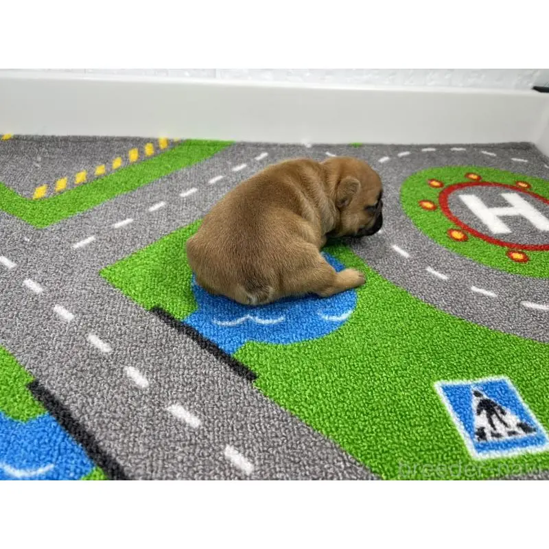 販売中の愛知県のフレンチブルドッグ-452851の3枚目