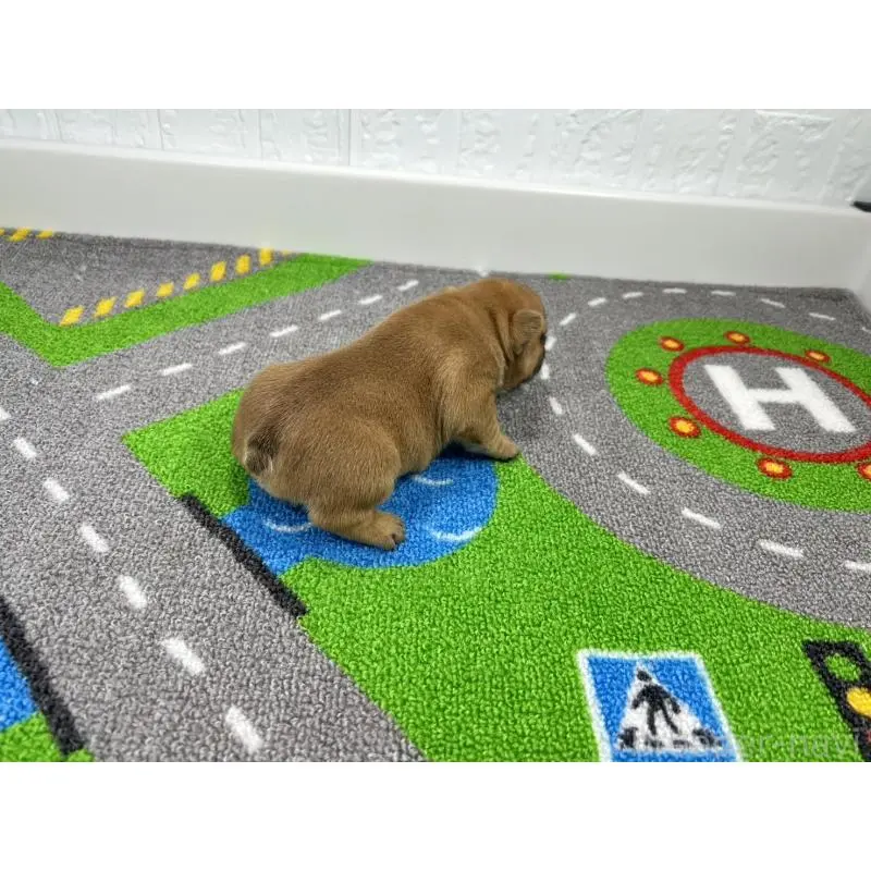 販売中の愛知県のフレンチブルドッグ-452851の2枚目