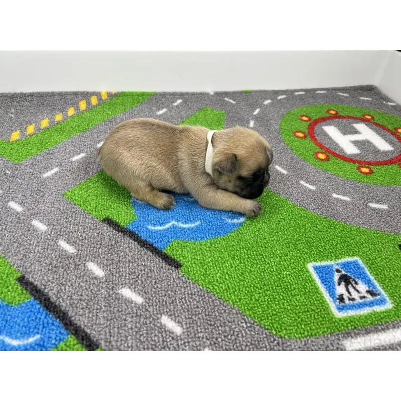 販売中の愛知県のフレンチブルドッグ-452852の6枚目