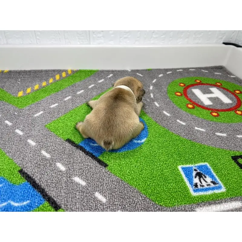 販売中の愛知県のフレンチブルドッグ-452852の5枚目