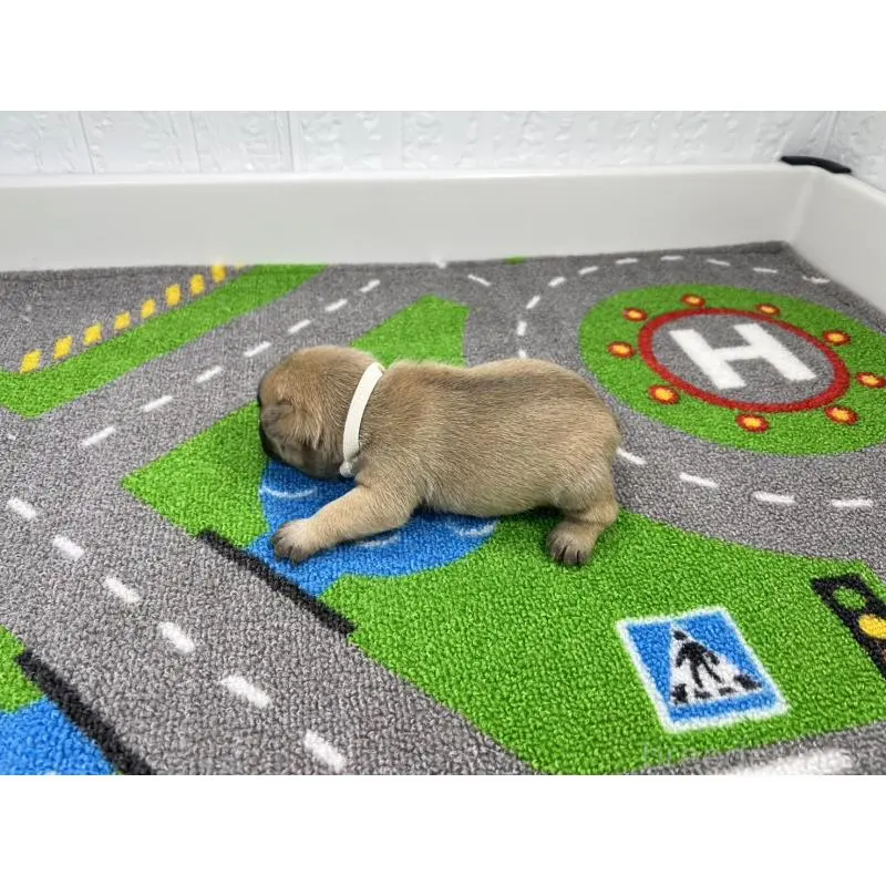 販売中の愛知県のフレンチブルドッグ-452852の4枚目