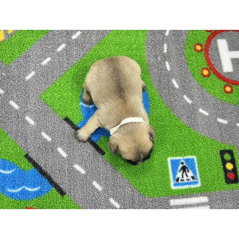 販売中の愛知県のフレンチブルドッグ-452852の3枚目