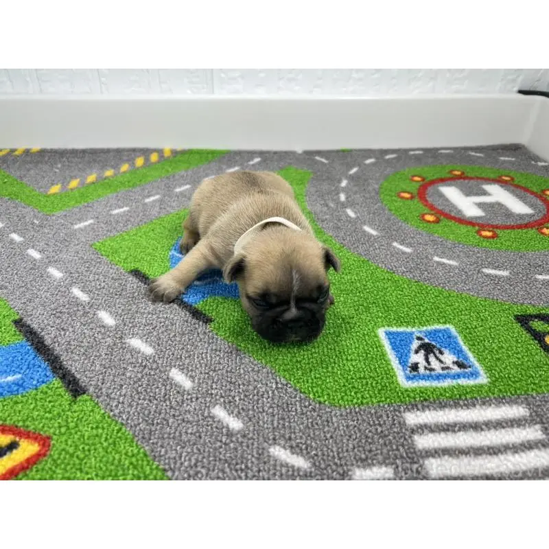 販売中の愛知県のフレンチブルドッグ-452852の2枚目