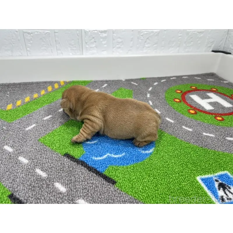 販売中の愛知県のフレンチブルドッグ-452854の6枚目