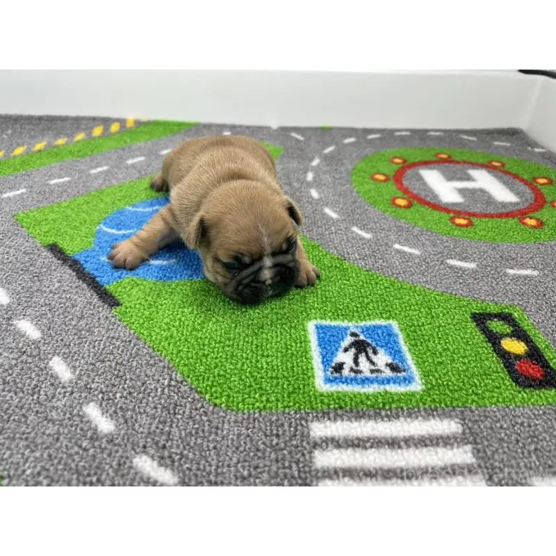 販売中の愛知県のフレンチブルドッグ-452854の4枚目