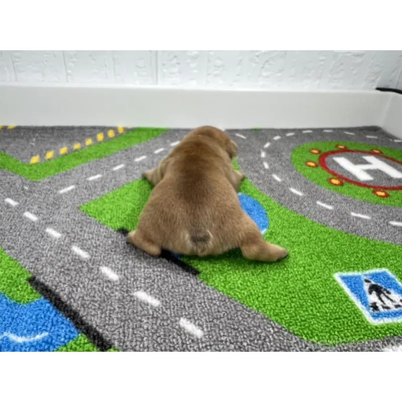 販売中の愛知県のフレンチブルドッグ-452854の3枚目