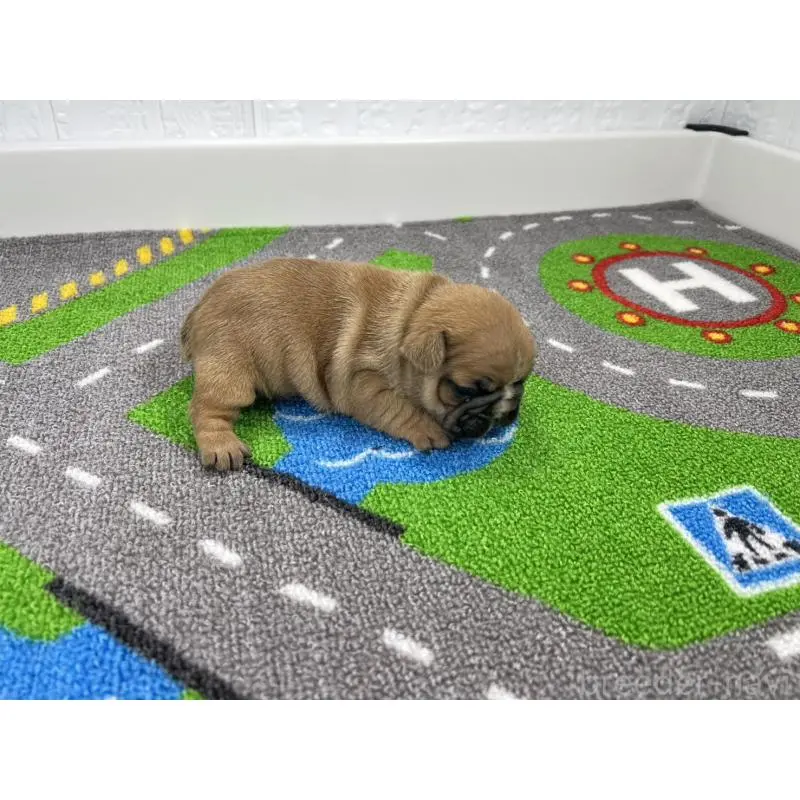 販売中の愛知県のフレンチブルドッグ-452854の2枚目