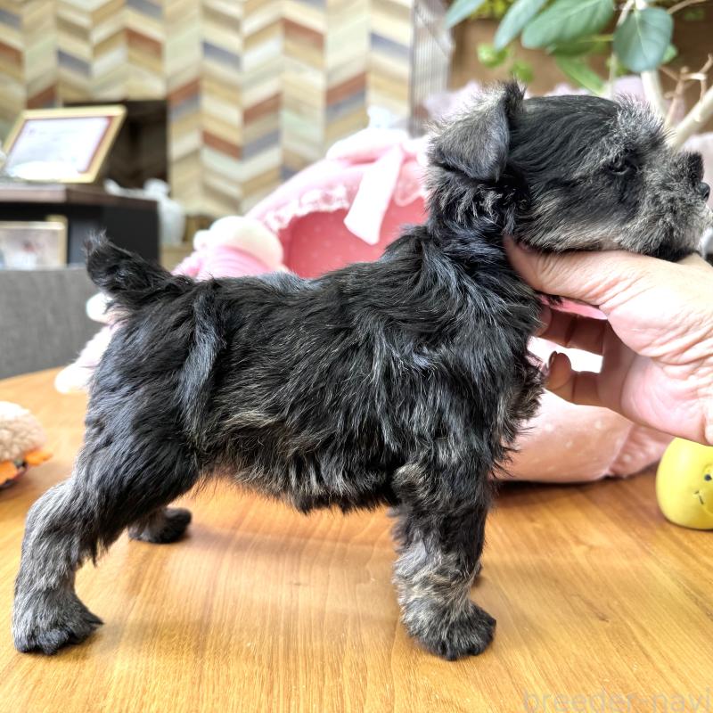 販売中の大阪府のミニチュアシュナウザー-452855の9枚目