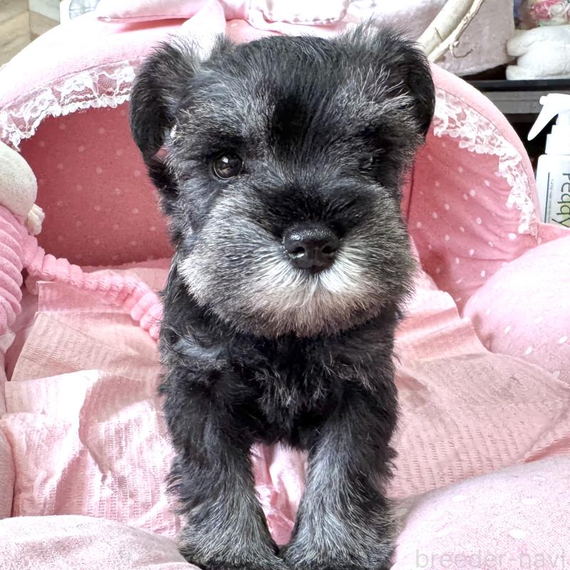 販売中の大阪府のミニチュアシュナウザー-452855の8枚目