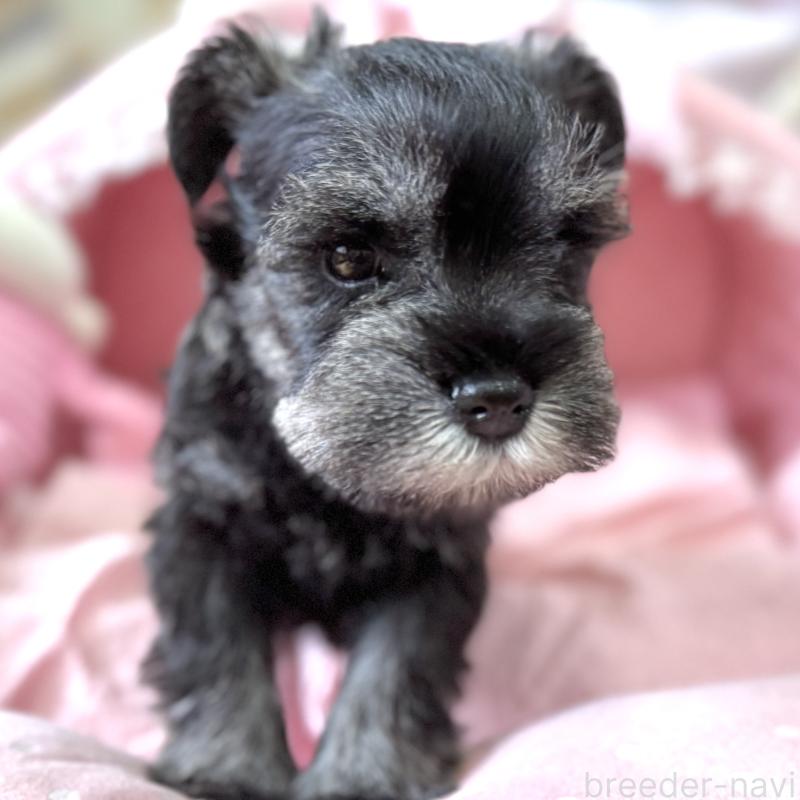 販売中の大阪府のミニチュアシュナウザー-452855の7枚目