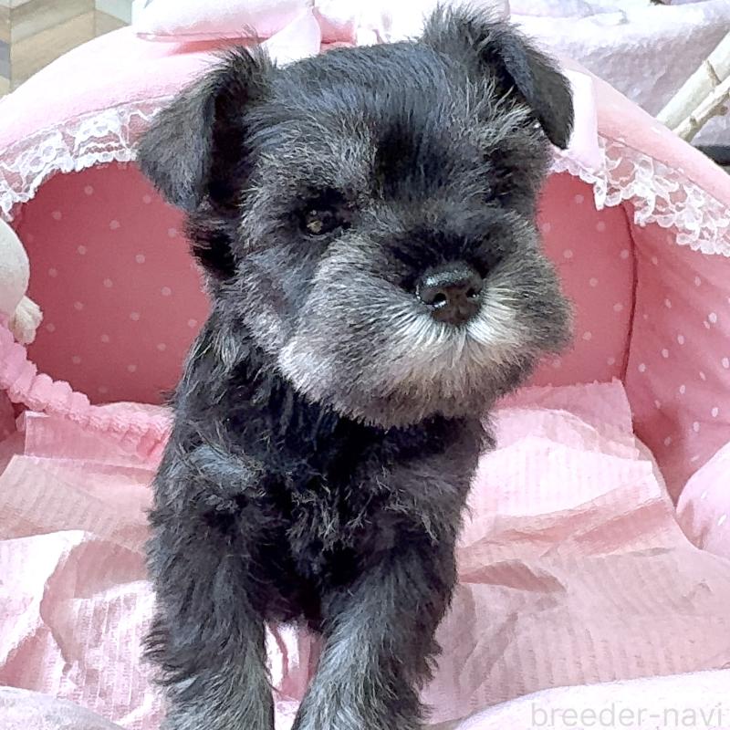 販売中の大阪府のミニチュアシュナウザー-452855の6枚目