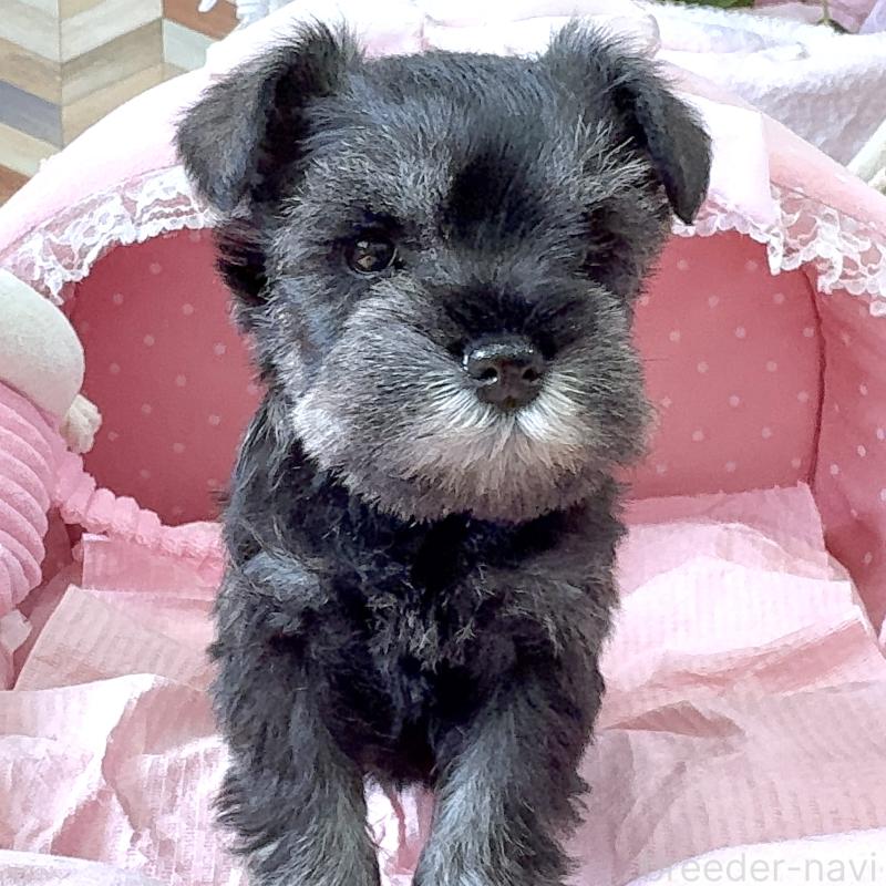 販売中の大阪府のミニチュアシュナウザー-452855の5枚目