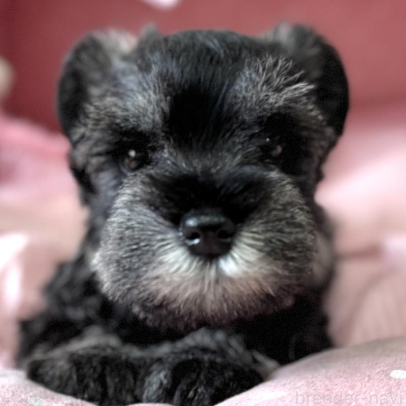 販売中の大阪府のミニチュアシュナウザー-452855の4枚目