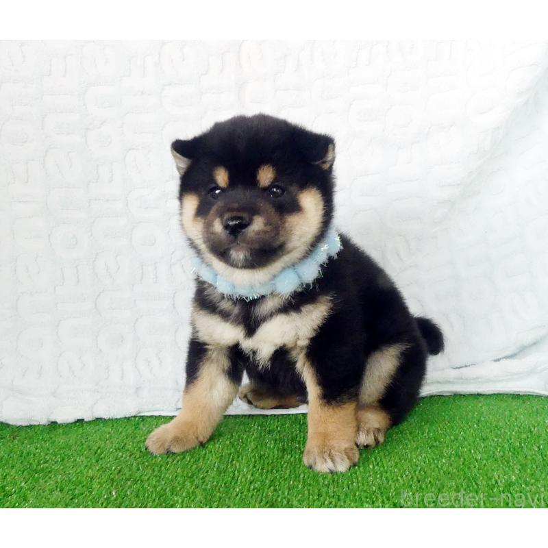 販売中の静岡県の豆柴-450961