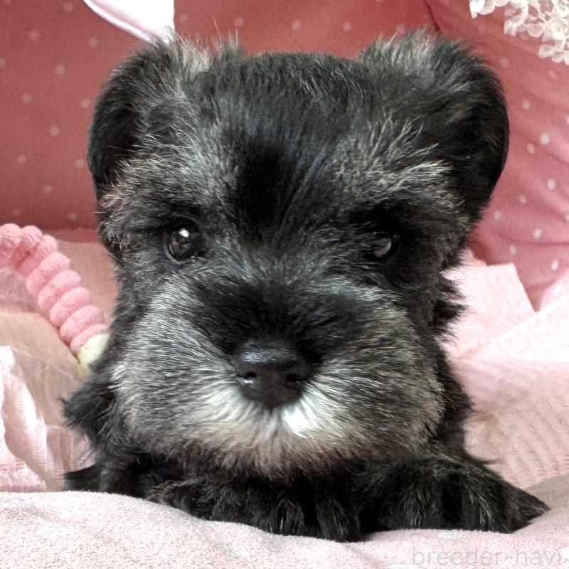 販売中の大阪府のミニチュアシュナウザー-452855の3枚目